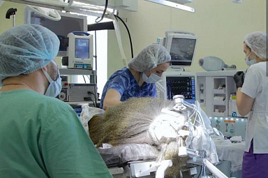 Учёные в Сочи провели уникальную операцию по вживлению зрительного нейроимпланта в мозг обезьяны 