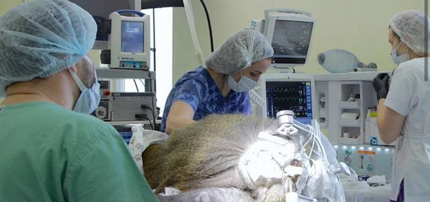 Учёные в Сочи провели уникальную операцию по вживлению зрительного нейроимпланта в мозг обезьяны 